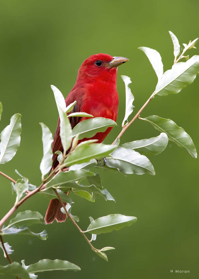 The Second Flight: How Award-Winning Photographer Hal Moran Found God in the Birds 47 Hal Moran Bird Photography