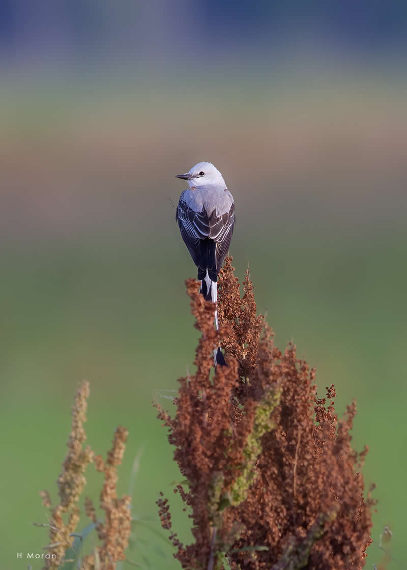 The Second Flight: How Award-Winning Photographer Hal Moran Found God in the Birds 48 Hal Moran Bird Photography