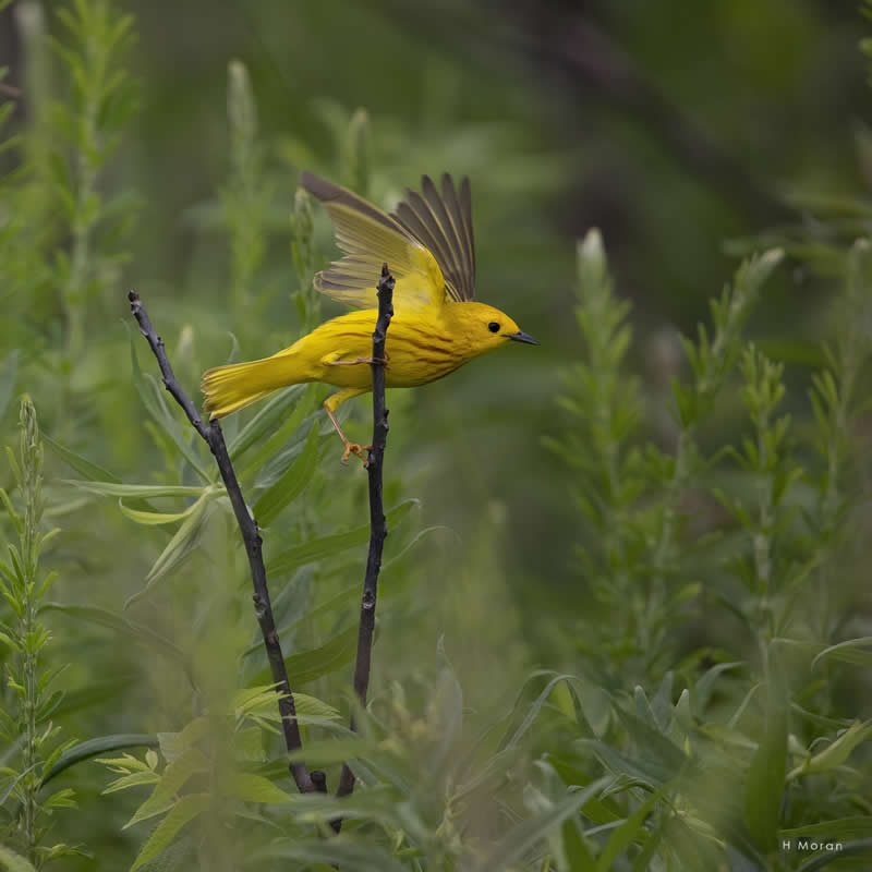 The Second Flight: How Award-Winning Photographer Hal Moran Found God in the Birds 49 Hal Moran Bird Photography