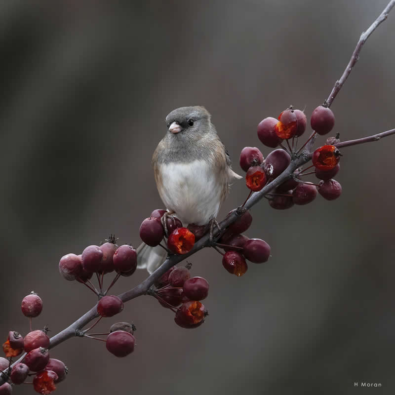 The Second Flight: How Award-Winning Photographer Hal Moran Found God in the Birds 50 Hal Moran Bird Photography