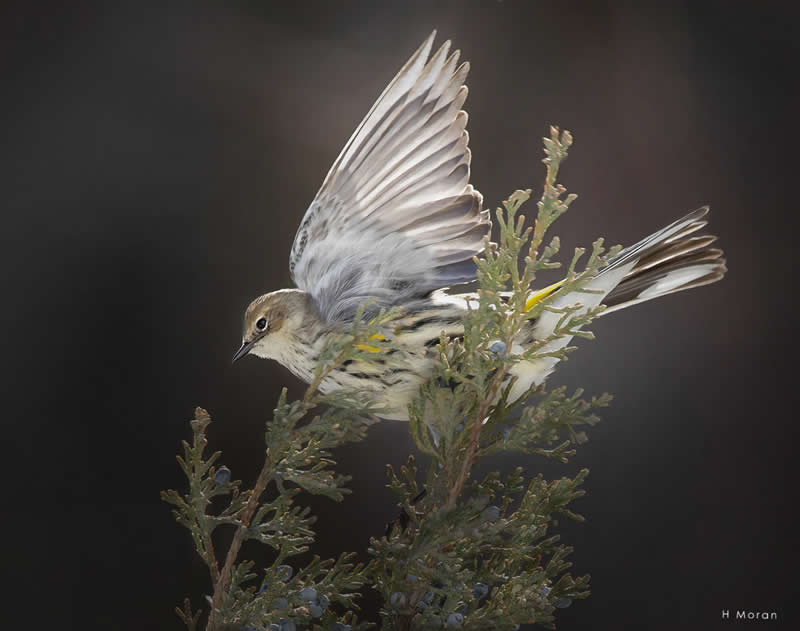The Second Flight: How Award-Winning Photographer Hal Moran Found God in the Birds 51 Hal Moran Bird Photography