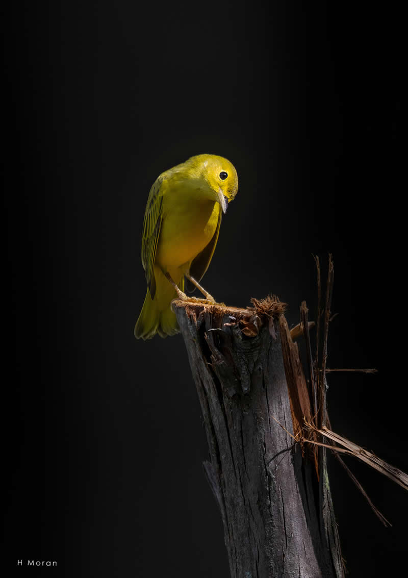 The Second Flight: How Award-Winning Photographer Hal Moran Found God in the Birds 52 Hal Moran Bird Photography