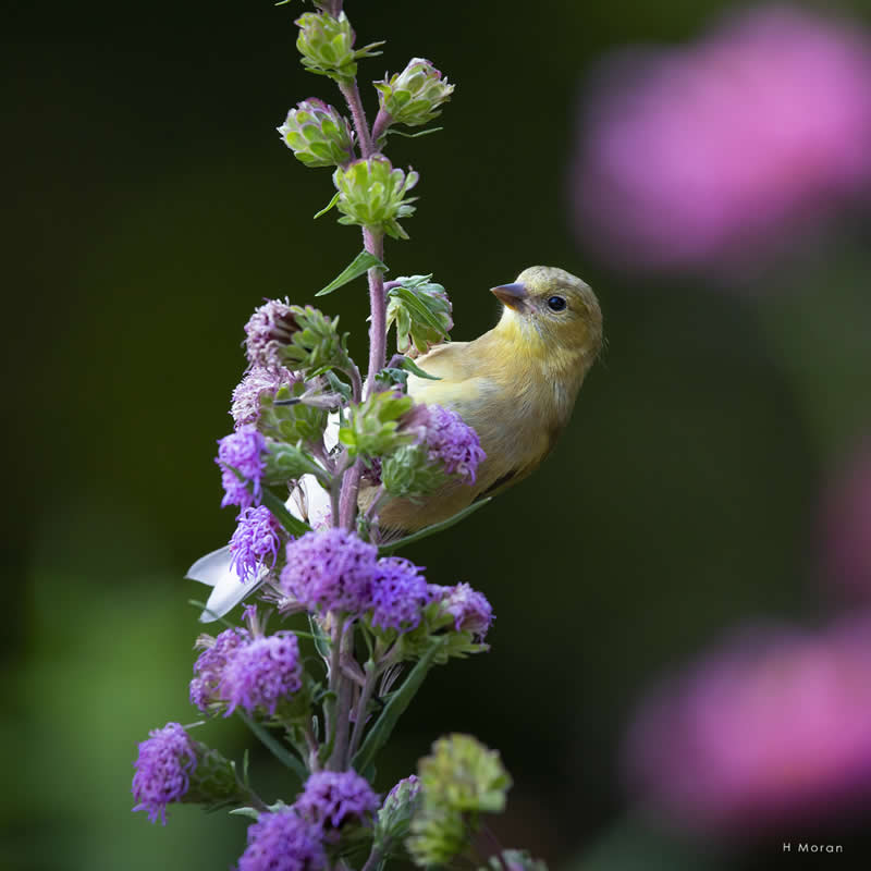 The Second Flight: How Award-Winning Photographer Hal Moran Found God in the Birds 54 Hal Moran Bird Photography