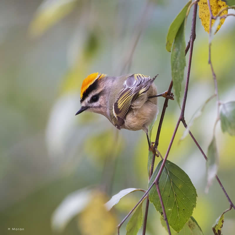 The Second Flight: How Award-Winning Photographer Hal Moran Found God in the Birds 55 Hal Moran Bird Photography