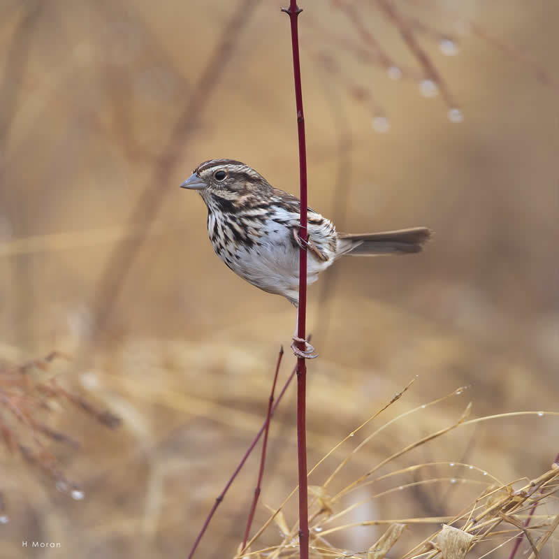 The Second Flight: How Award-Winning Photographer Hal Moran Found God in the Birds 56 Hal Moran Bird Photography