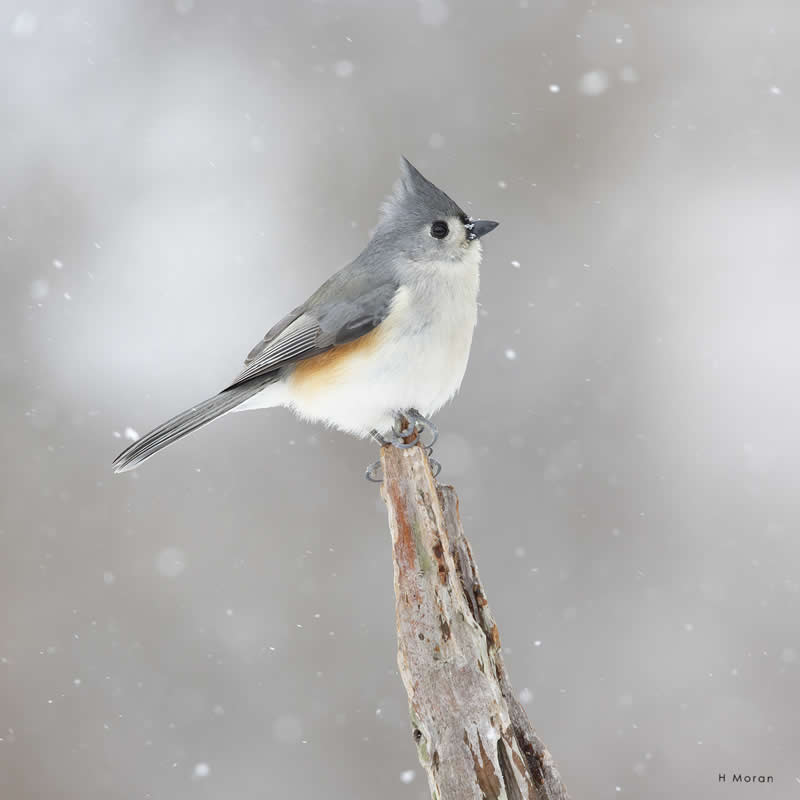 The Second Flight: How Award-Winning Photographer Hal Moran Found God in the Birds 57 Hal Moran Bird Photography