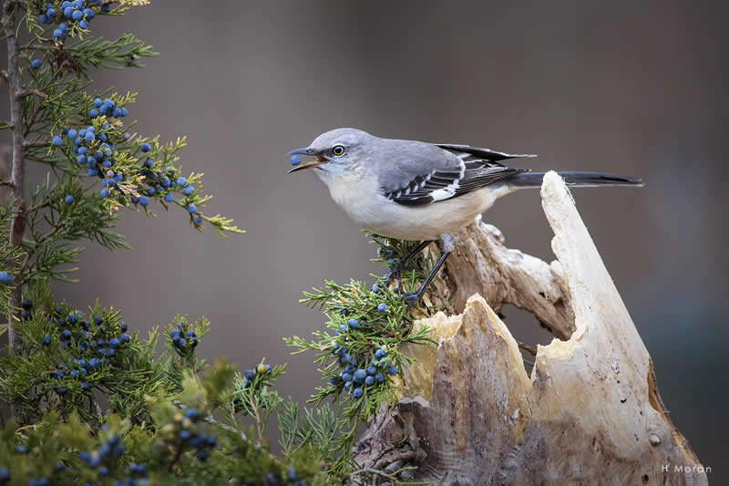 The Second Flight: How Award-Winning Photographer Hal Moran Found God in the Birds 58 Hal Moran Bird Photography