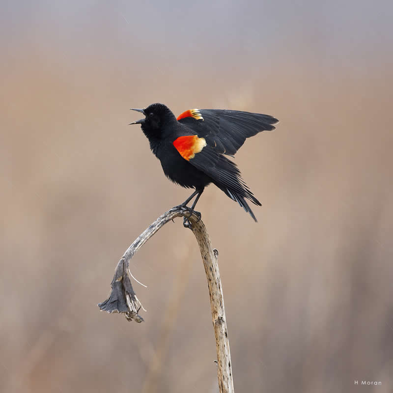 The Second Flight: How Award-Winning Photographer Hal Moran Found God in the Birds 59 Hal Moran Bird Photography