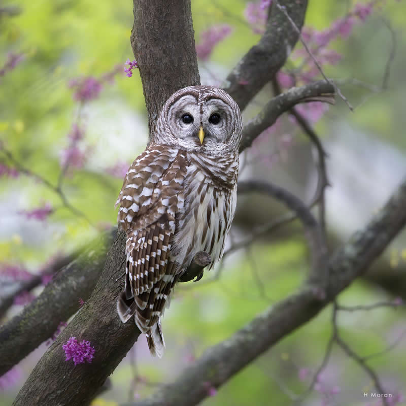 The Second Flight: How Award-Winning Photographer Hal Moran Found God in the Birds 60 Hal Moran Bird Photography