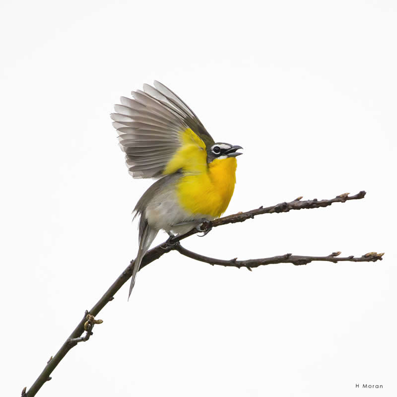 The Second Flight: How Award-Winning Photographer Hal Moran Found God in the Birds 61 Hal Moran Bird Photography