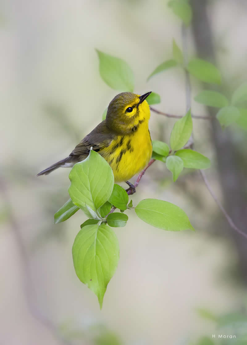 The Second Flight: How Award-Winning Photographer Hal Moran Found God in the Birds 62 Hal Moran Bird Photography