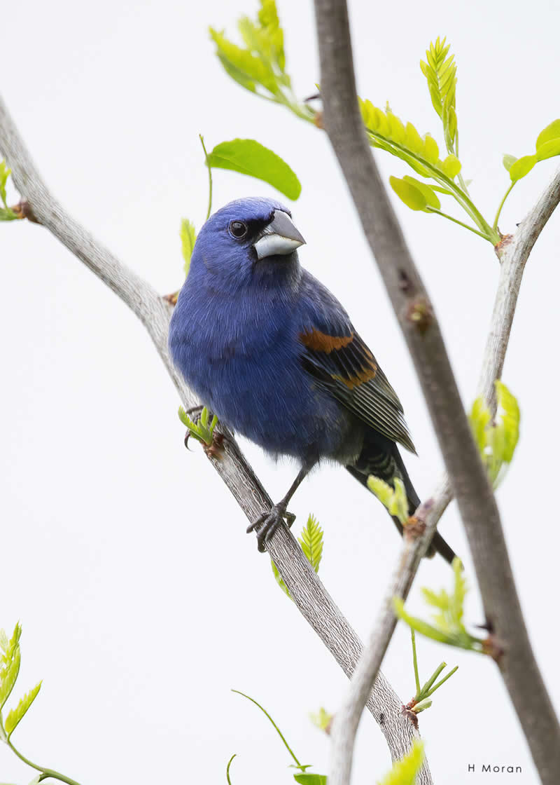 The Second Flight: How Award-Winning Photographer Hal Moran Found God in the Birds 63 Hal Moran Bird Photography