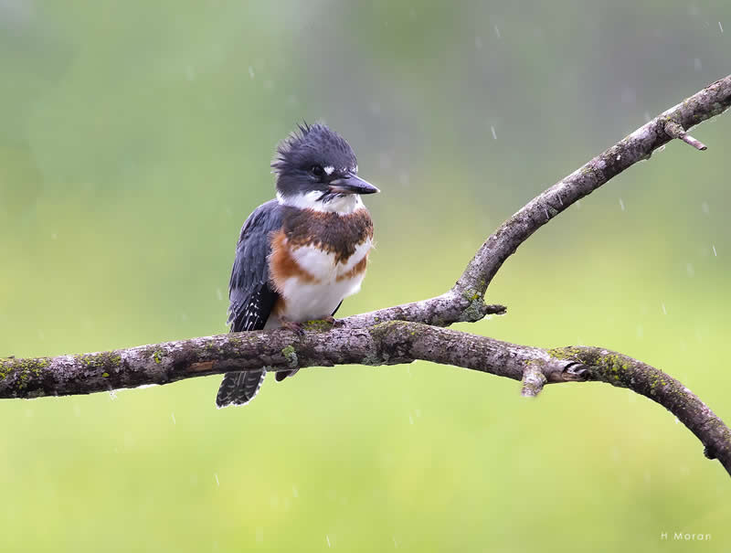 The Second Flight: How Award-Winning Photographer Hal Moran Found God in the Birds 64 Hal Moran Bird Photography