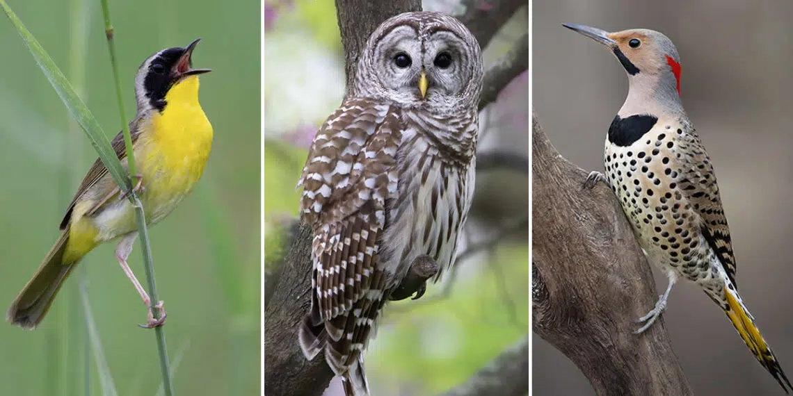 The Second Flight: How Award-Winning Photographer Hal Moran Found God in the Birds 1 Hal Moran Bird Photography