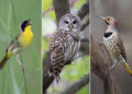 Hal Moran Bird Photography