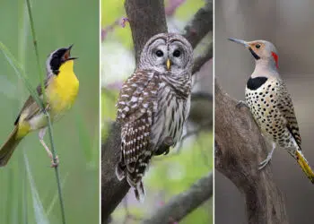 Hal Moran Bird Photography
