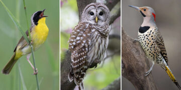 Hal Moran Bird Photography