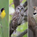 Hal Moran Bird Photography