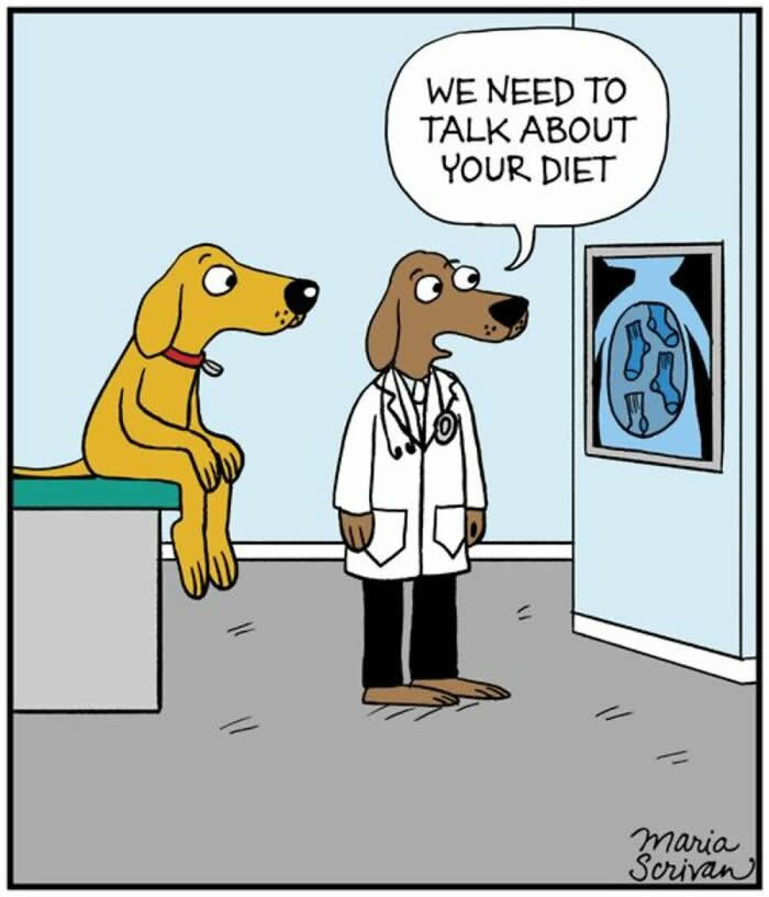 Hilarious Funny Dog Comics by Maria Scrivan