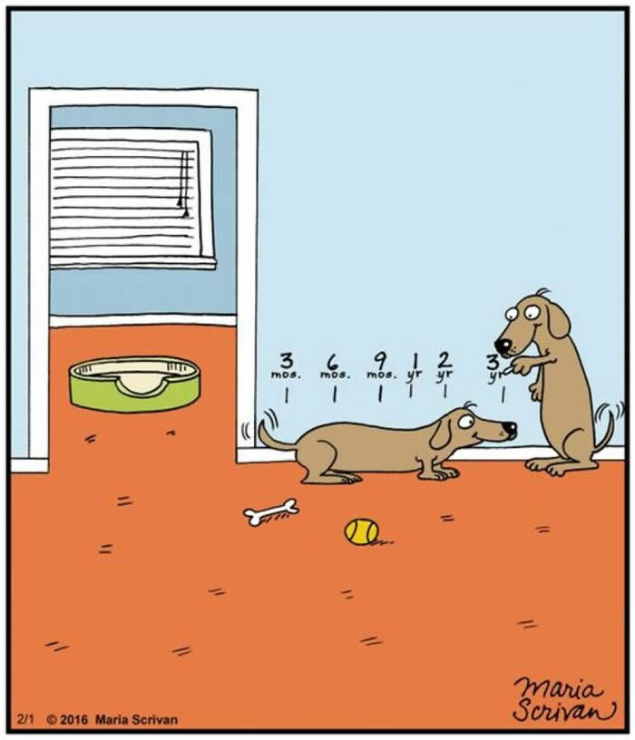 Hilarious Funny Dog Comics by Maria Scrivan