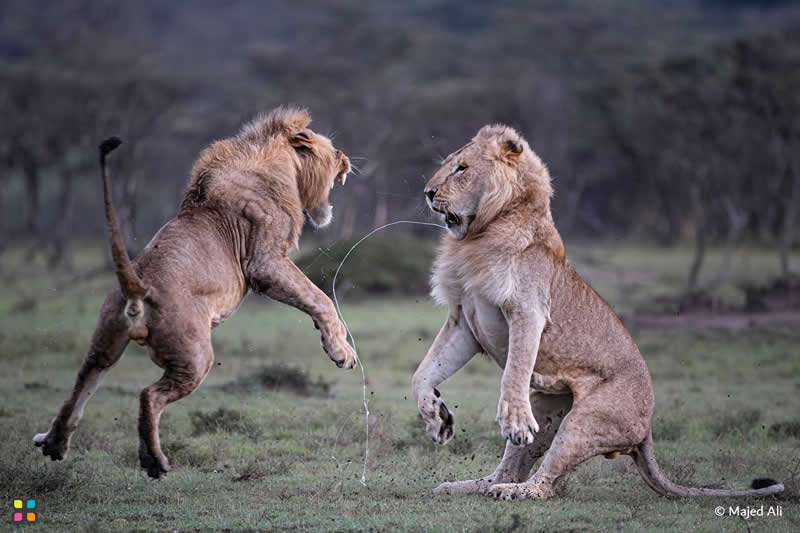 Contest for Dominance by Majed Ali, Kuwait - Award-Winning Photos of Hipa