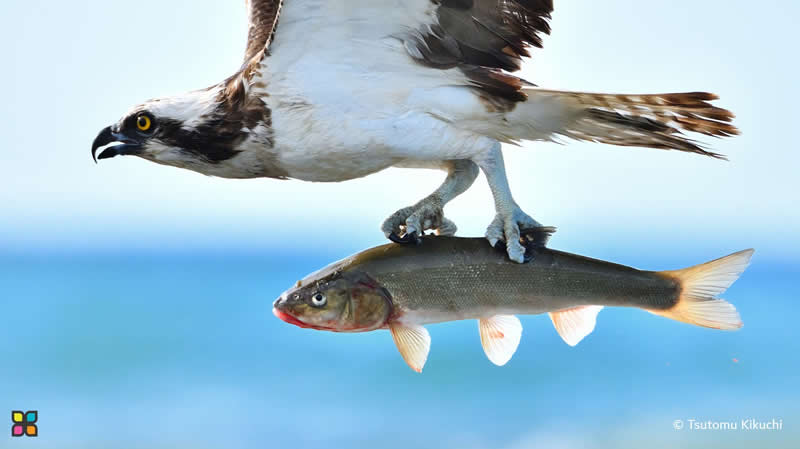 After a Fight with a Big Fish by Tsutomu Kikuchi, Japan - Award-Winning Photos of Hipa