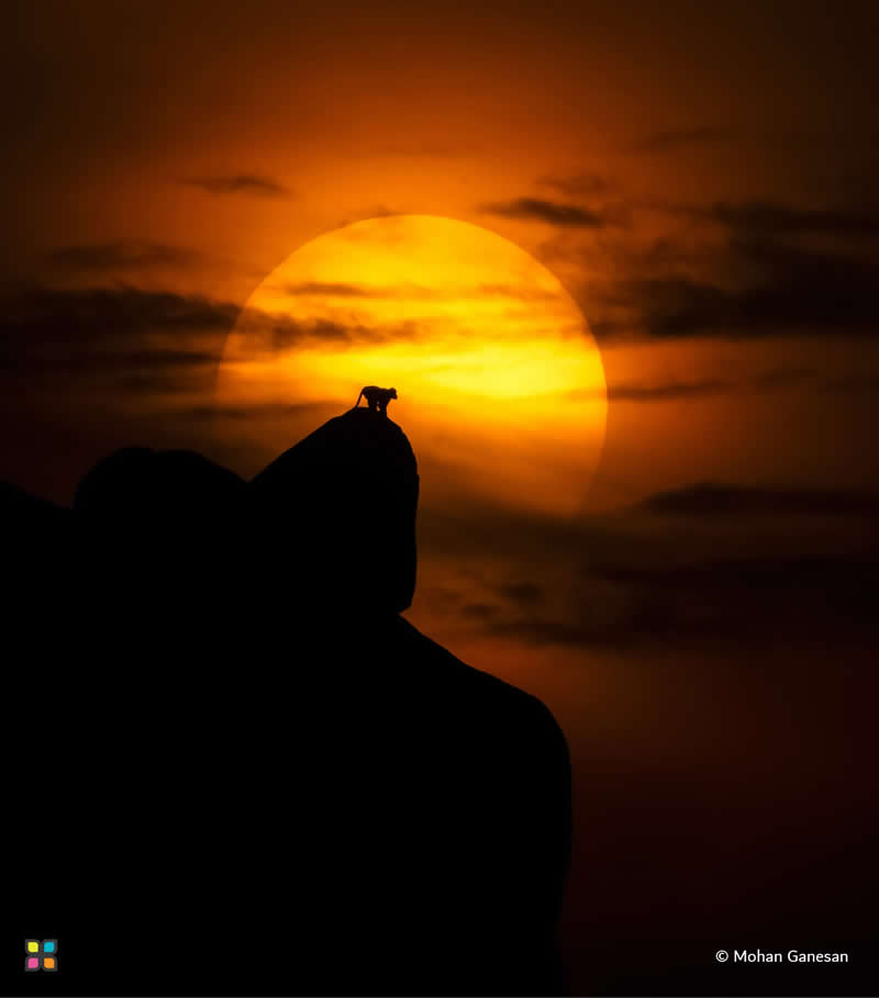 King of the Macaque by Mohan Ganesan, India - Award-Winning Photos of Hipa