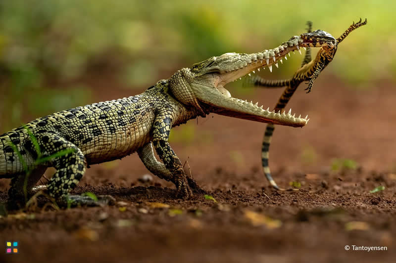 Life Against Life by Tantoyensen, Indonesia - Award-Winning Photos of Hipa