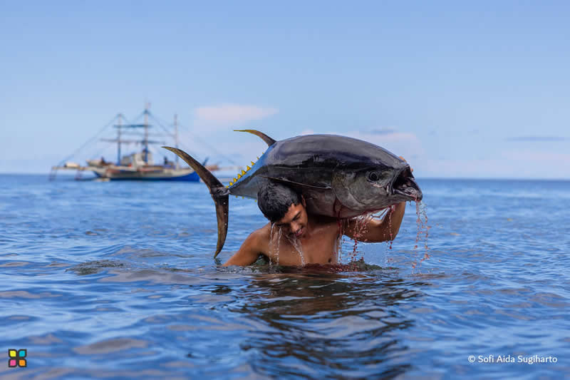 Tuna Carrier by Sofi Aida Sugiharto, Indonesia - Award-Winning Photos of Hipa