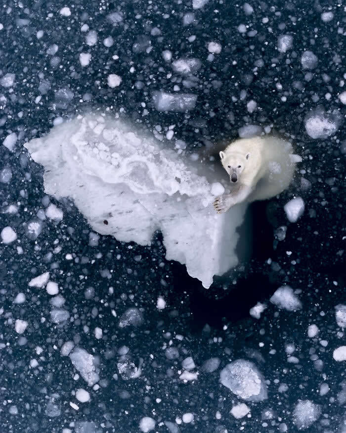 Holding On By Rhiannon Lawler - International Aerial Photographer of the Year 2026 Awards