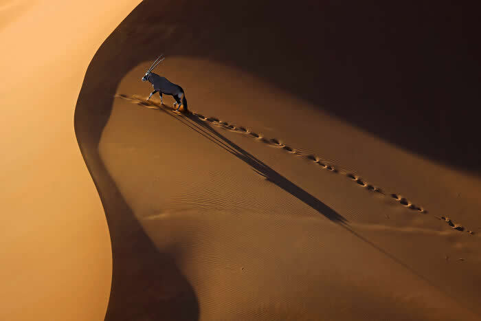 Oryx Walking On Dune By Zhengze Xu - International Aerial Photographer of the Year 2026 Awards