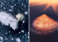 Outstanding Winners of the 2026 International Aerial Awards