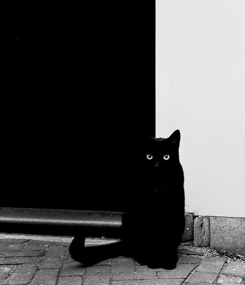 Silver Winner: Photo by Arnold Plotnick - Amsterdam, North Holland - iPhone Photography Awards 2026 Winners
