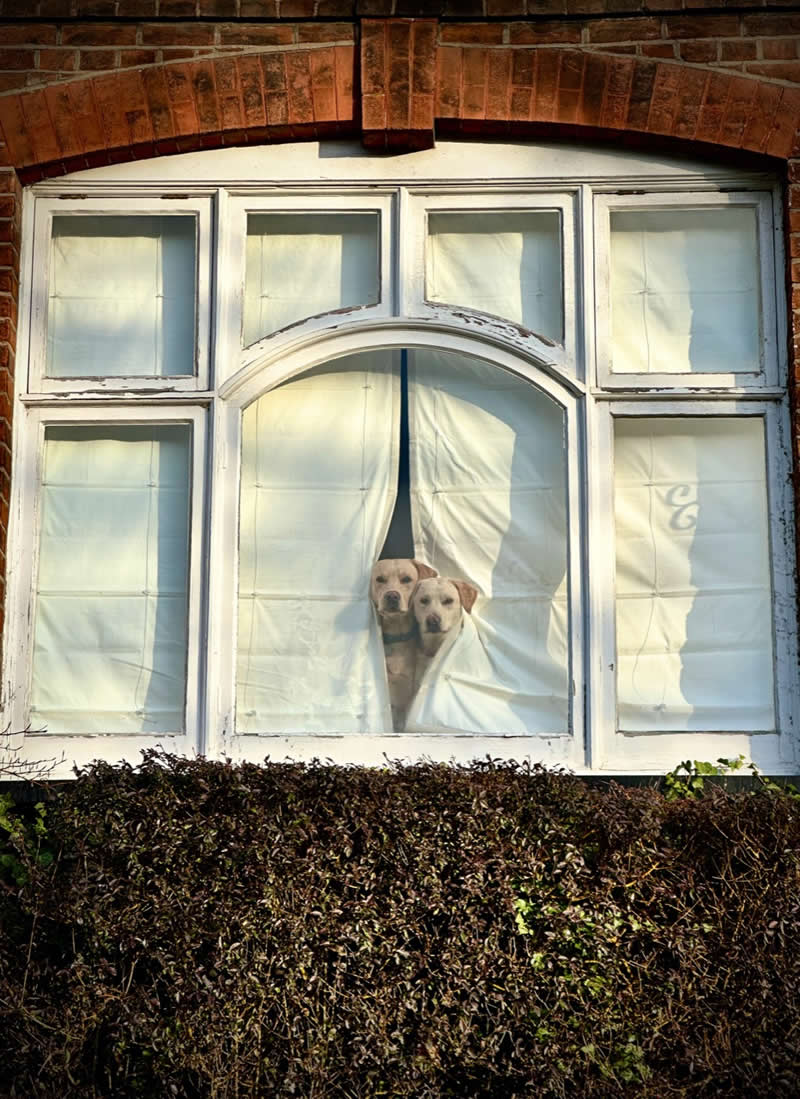 Animals: 1st Place Winner by Peter Crome, United Kingdom - iPhone Photography Awards 2026 Winners