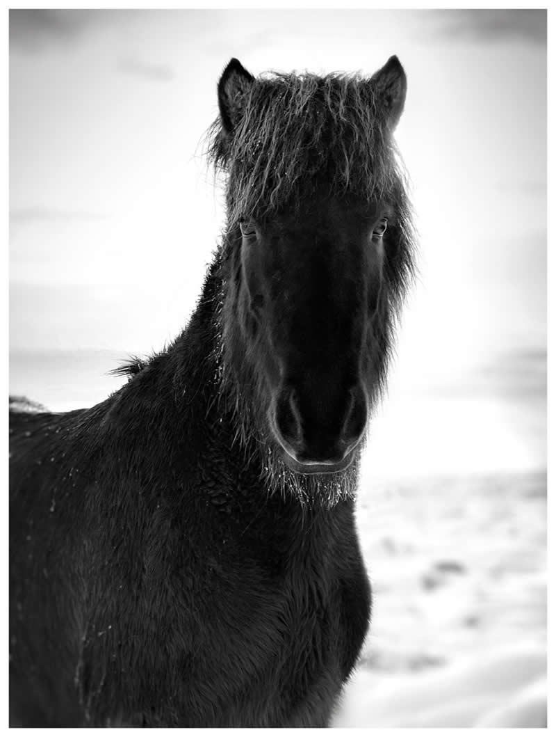 Animals: 2nd Place Winner by Barry Mayes, United Kingdom - iPhone Photography Awards 2026 Winners