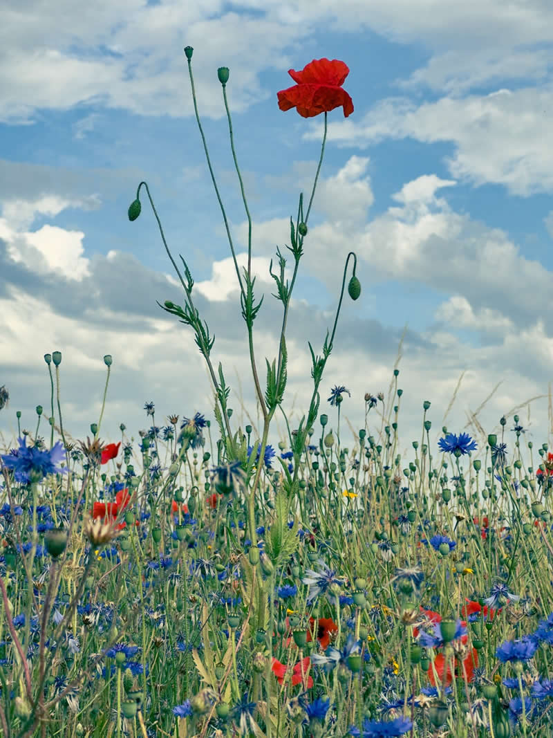 Nature: 3rd Place Winner by Paul Kitcatt, United Kingdom - iPhone Photography Awards 2026 Winners
