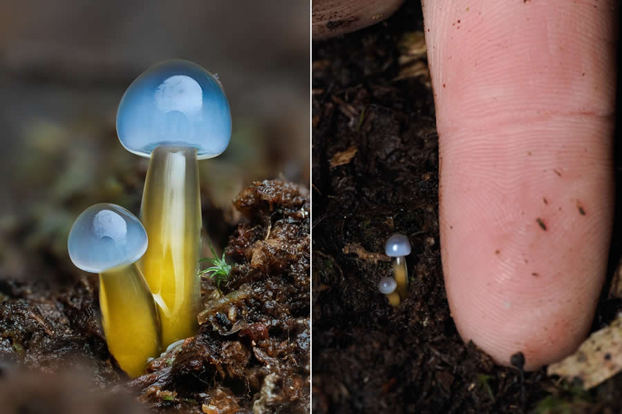 Remarkable Macro Photos by Jay Lichter