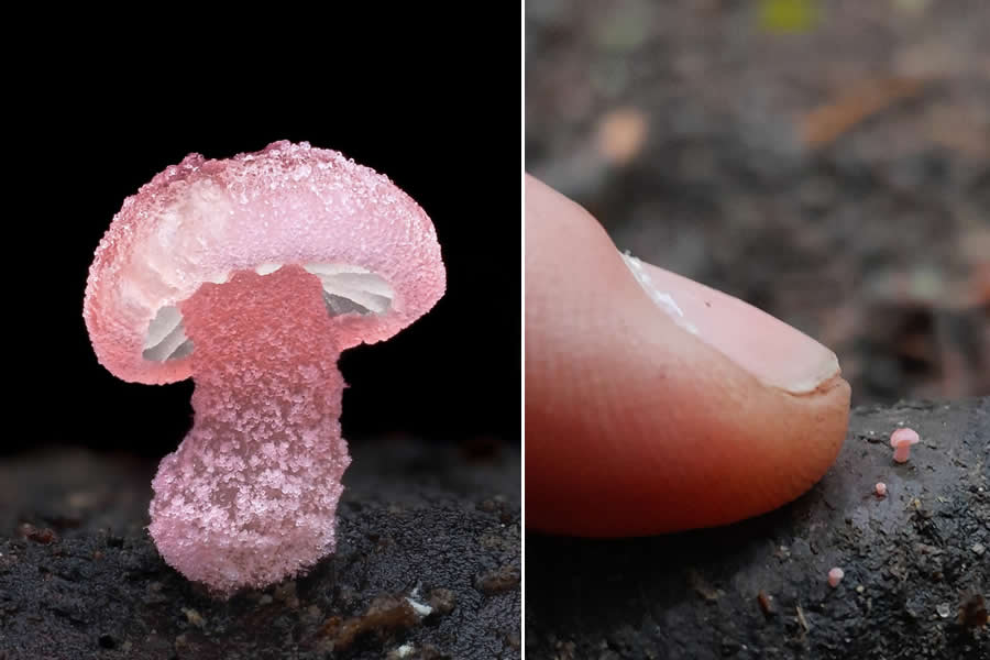 Remarkable Macro Photos by Jay Lichter