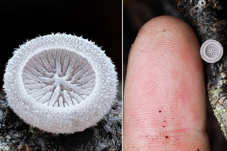 Remarkable Macro Photos by Jay Lichter