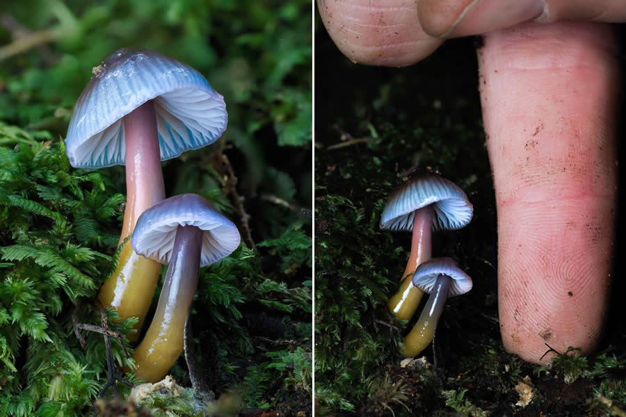 Remarkable Macro Photos by Jay Lichter
