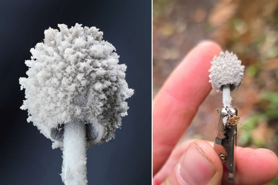 Remarkable Macro Photos by Jay Lichter