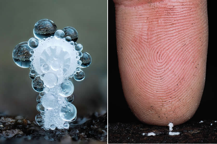 Remarkable Macro Photos by Jay Lichter