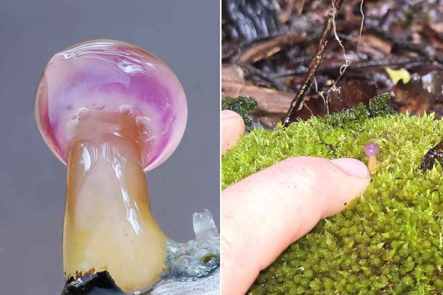 Remarkable Macro Photos by Jay Lichter