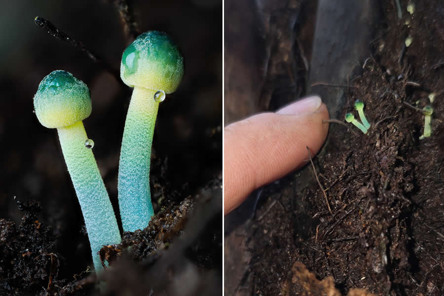 Remarkable Macro Photos by Jay Lichter