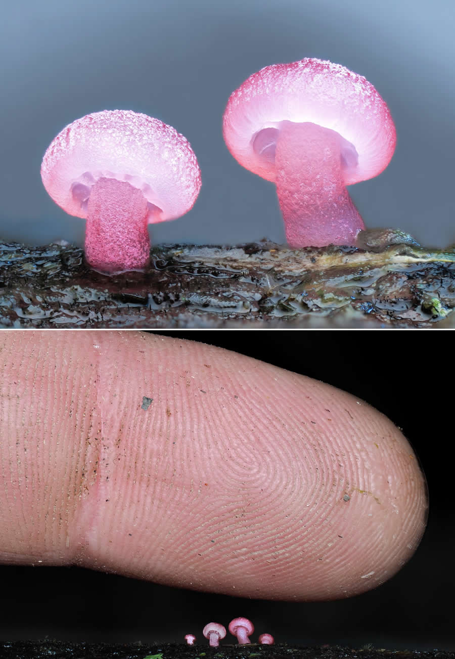 Remarkable Macro Photos by Jay Lichter