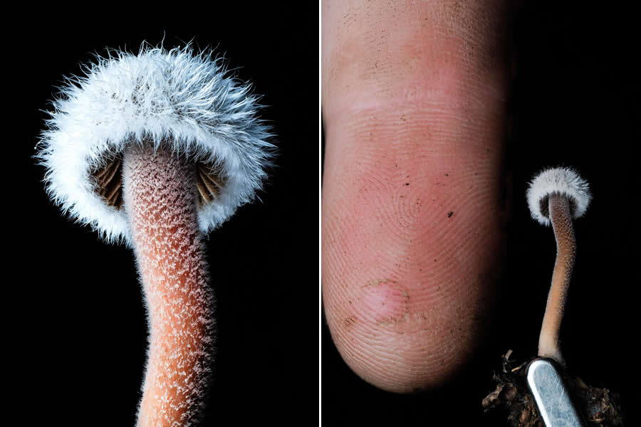 Remarkable Macro Photos by Jay Lichter
