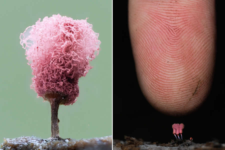 Remarkable Macro Photos by Jay Lichter