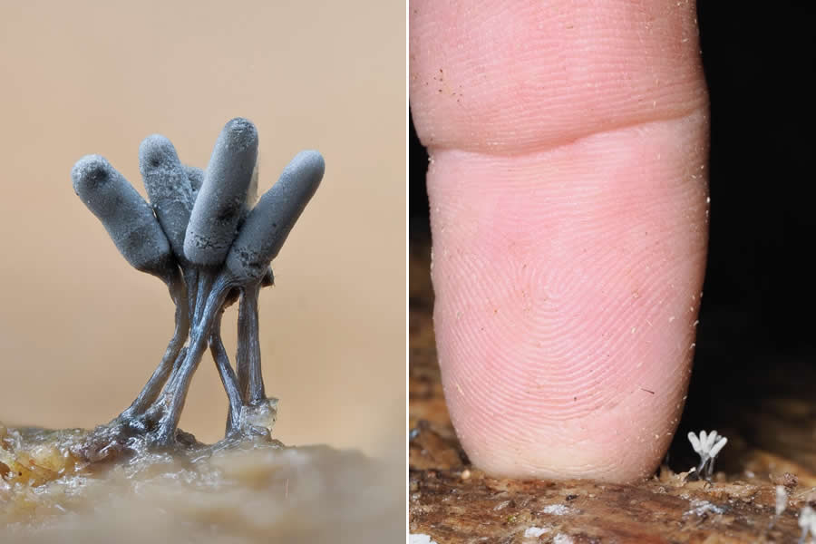 Remarkable Macro Photos by Jay Lichter