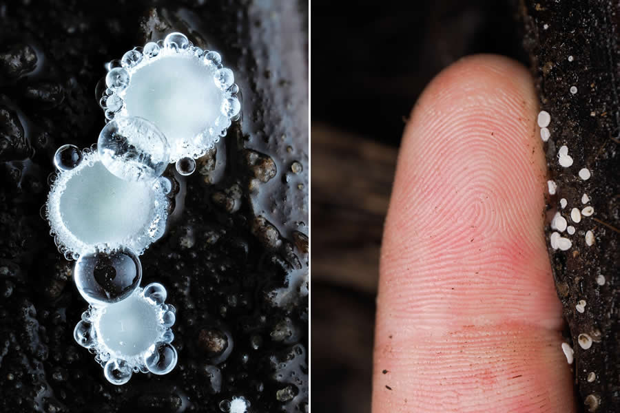 Remarkable Macro Photos by Jay Lichter