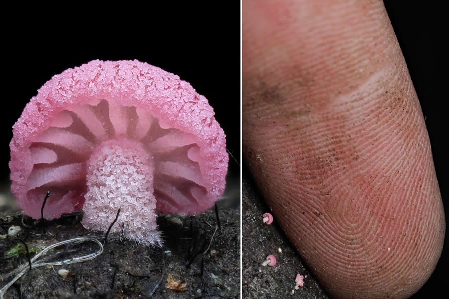 Remarkable Macro Photos by Jay Lichter